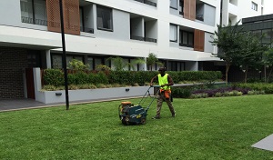 Lawn Renovation Sydney