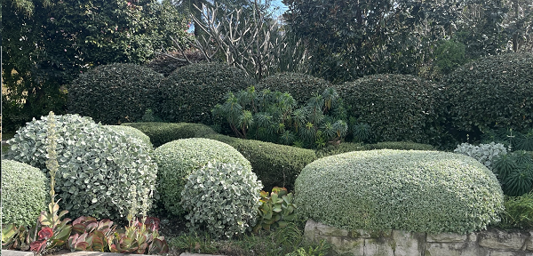 Garden Maintenance Inner West Hedge Trimming Strathfield