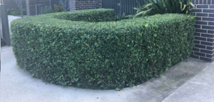 Hedge Trimming Murraya Hedge